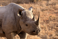 Black Rhino - Ol Pejeta Conservancy