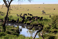 Wildebeest -Mara North Conservancy