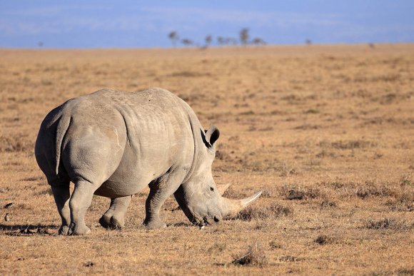 White Rhino - Ol Pejeta Conservancny