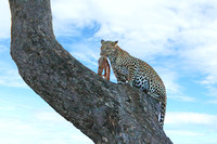 Female Leopard With An Impala Kill