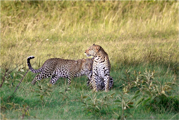 Female leopard with her 9 month old  male cub
