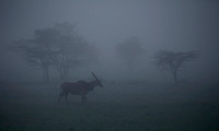 Eland in the early morning mist