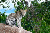 9 month old leopard cub