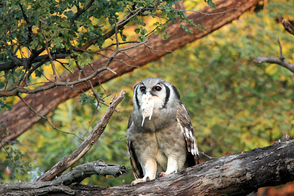 12- Giant Eagle Owl