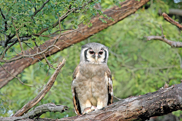 11-  Giant Eagle Owl