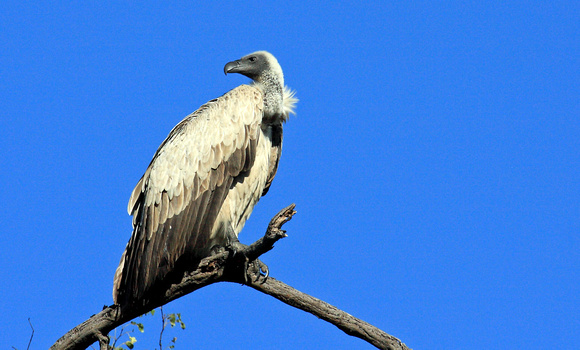 41 - White Backed Vulture