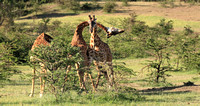 Giraffes - Necking