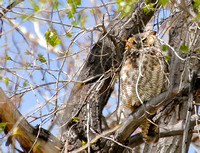 Proud Mama Great Horned Owl. Boulder,CO