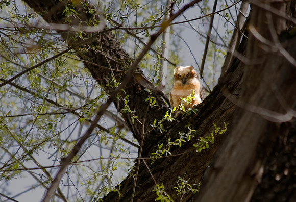 Great Horned Owl - Boulder, CO