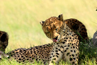 16 - Cheetah