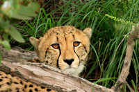 1 - Cheetah