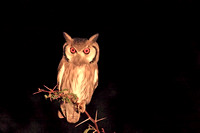 10- White Faced Scops Owl