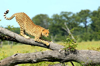 4- Cheetah