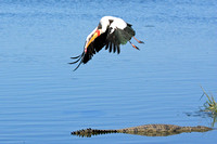 20 - Yellow Billed Stork and Croc