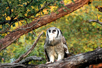 12- Giant Eagle Owl