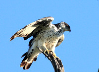 9- Juvenile Martial Eagle