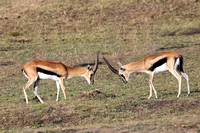 Thompson Gazelles