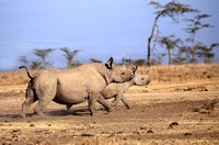 Black Rhino - Ol Pejeta Conservancy