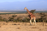 Reticulated Giraffe - Ol  Pejeta Conservancy