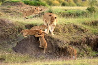 Mom & Cubs - Mara North Conservancy