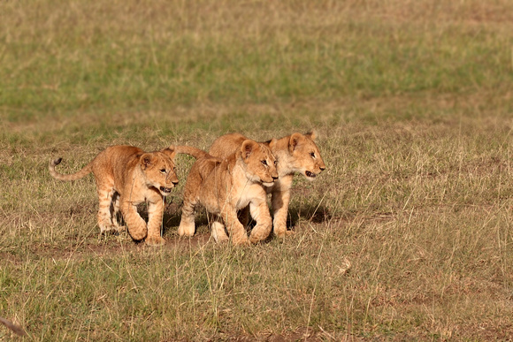 Three month old cubs