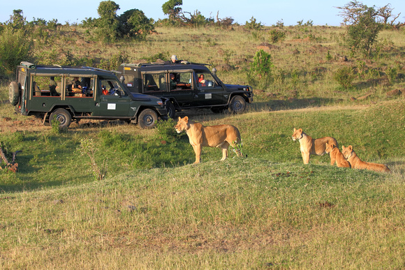 Focused Lions - Mara North Consevancy