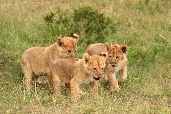 One Month Old Cubs - Mara North