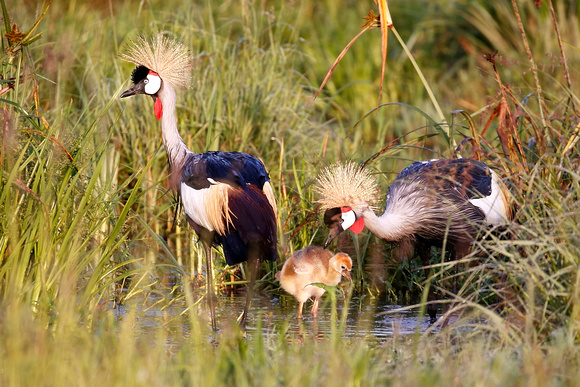 Crowned Cranes and chick