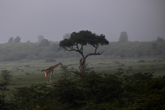 Giraffe In the Morning Mist