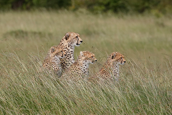 Cheetah mother with her 7 month old cubs