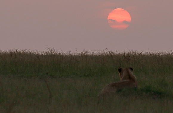 Lioness watching the sunset
