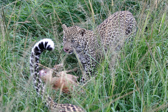 7 month old leopard cub