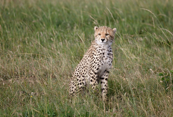 Cheetah cub - 7 months old
