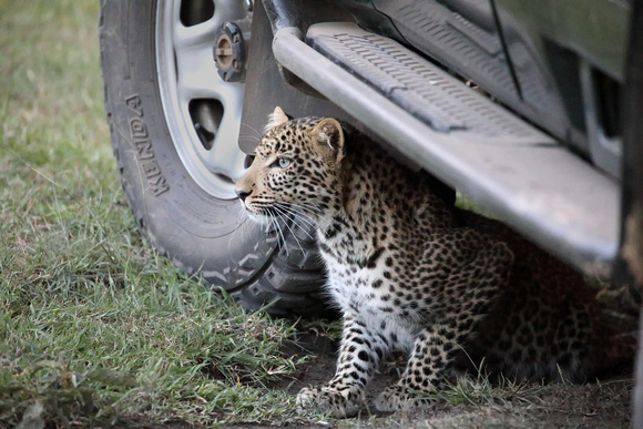 Ten month old leopard cub
