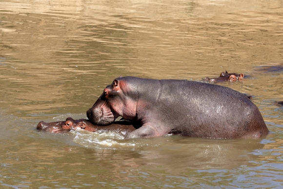 Making baby hippos - Mara River