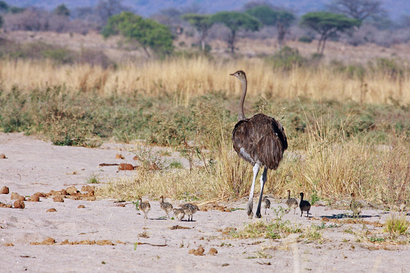 Mother Ostrich  With Chicks