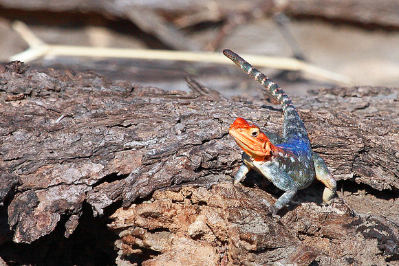Red-Headed Agama