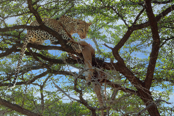 Leopard Wth Impala Kill