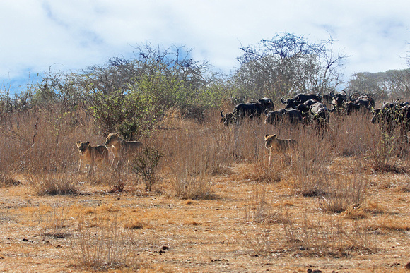 African Cape Buffalo Chasing Lions Out of the Grass