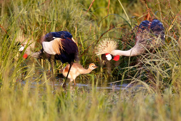 Crowned Cranes with chick