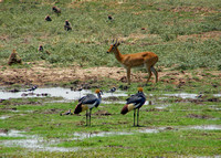 South Luangwa Wildlife 2006