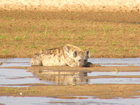North Luangwa Wildlife 2006