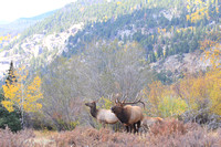 Rocky Mountain Nat. Park - Elk Sept 2012