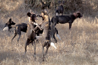 African Wild Dogs - One of the most endangered species in the world