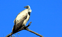 41 - White Backed Vulture