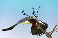 African Fish Eagle - National Bird of Zambia