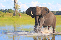 Kwara & Lagoon Camps - Botswana 2013