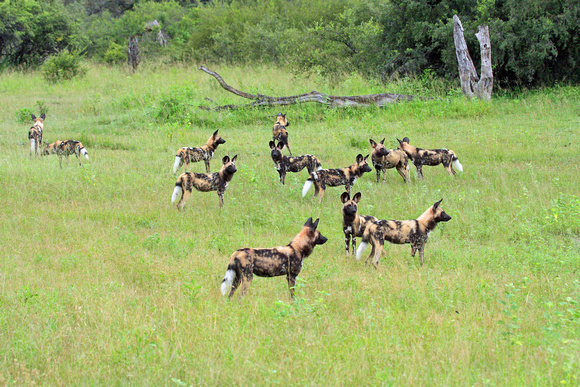African Wild Dog - Also Known as Painted Dog