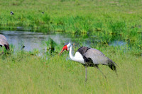 Waddled Crane - An Endangered Species