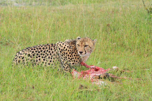 Cheetah with a an impala kill